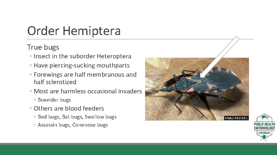 Order Hemiptera True bugs ◦ Insect in the suborder Heteroptera ◦ Have piercing-sucking mouthparts