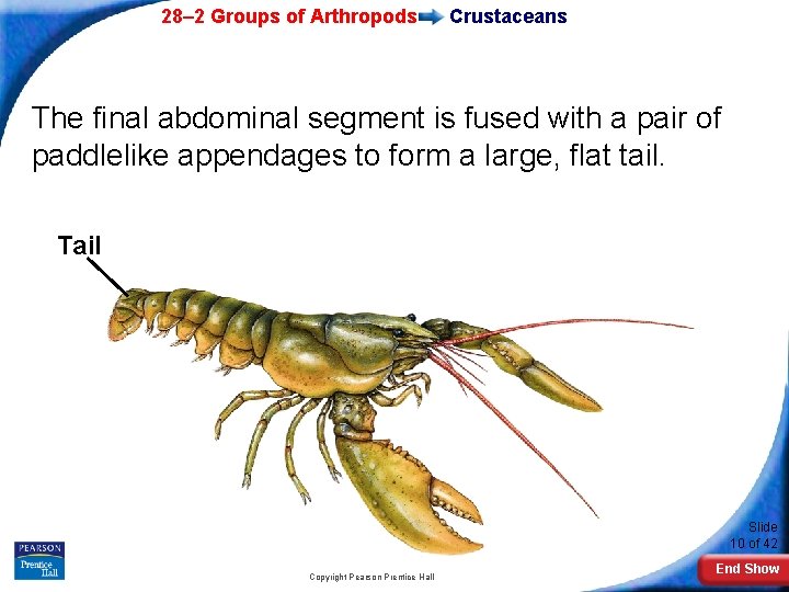 28– 2 Groups of Arthropods Crustaceans The final abdominal segment is fused with a