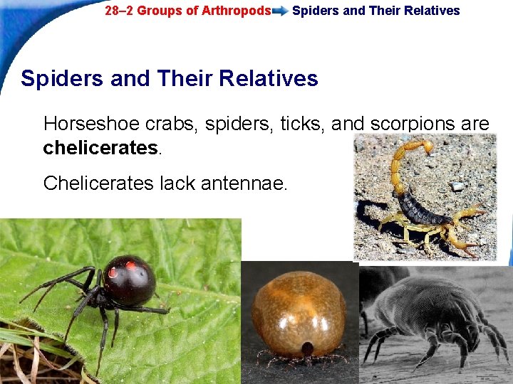 28– 2 Groups of Arthropods Spiders and Their Relatives Horseshoe crabs, spiders, ticks, and