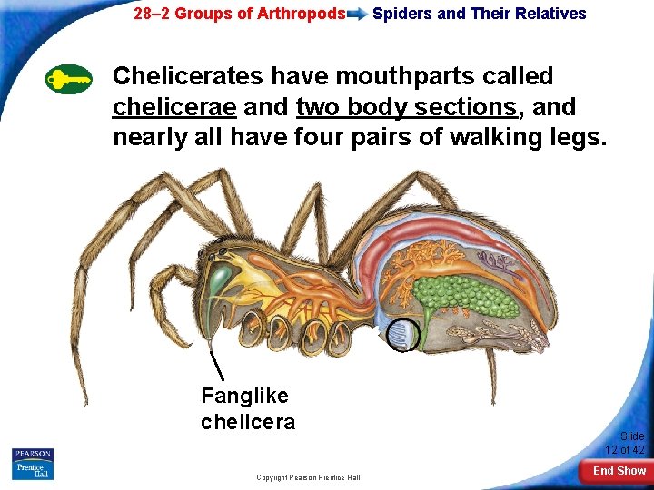 28– 2 Groups of Arthropods Spiders and Their Relatives Chelicerates have mouthparts called chelicerae