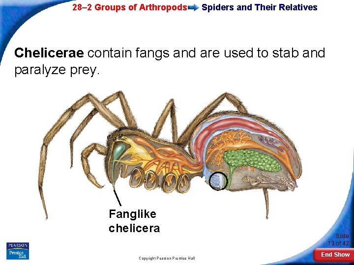28– 2 Groups of Arthropods Spiders and Their Relatives Chelicerae contain fangs and are