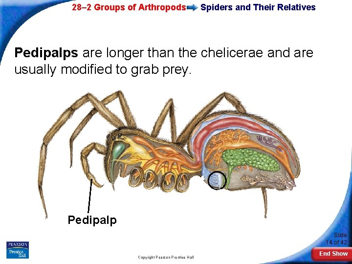 28– 2 Groups of Arthropods Spiders and Their Relatives Pedipalps are longer than the