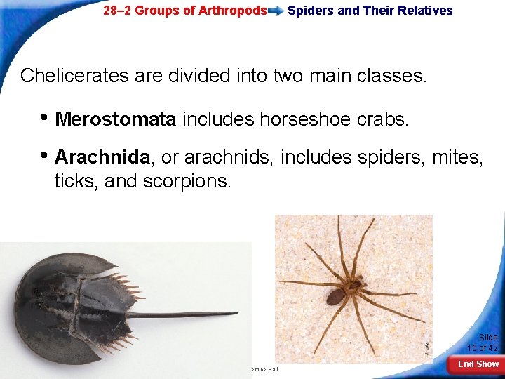 28– 2 Groups of Arthropods Spiders and Their Relatives Chelicerates are divided into two