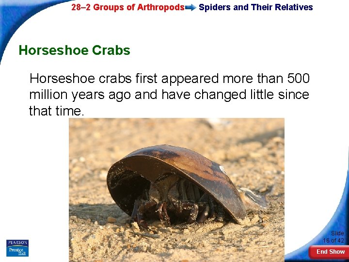 28– 2 Groups of Arthropods Spiders and Their Relatives Horseshoe Crabs Horseshoe crabs first