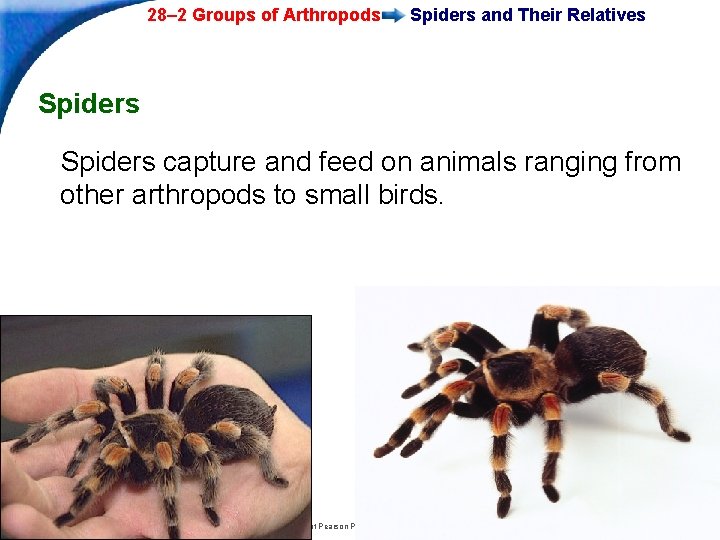 28– 2 Groups of Arthropods Spiders and Their Relatives Spiders capture and feed on