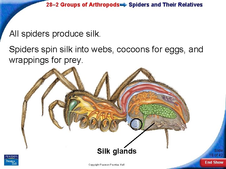28– 2 Groups of Arthropods Spiders and Their Relatives All spiders produce silk. Spiders