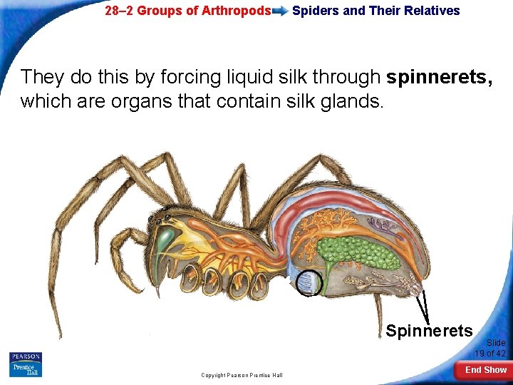 28– 2 Groups of Arthropods Spiders and Their Relatives They do this by forcing