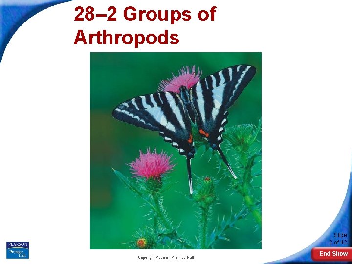 28– 2 Groups of Arthropods Slide 2 of 42 Copyright Pearson Prentice Hall End