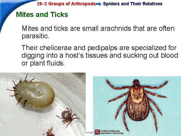 28– 2 Groups of Arthropods Spiders and Their Relatives Mites and Ticks Mites and