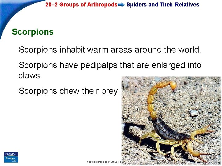 28– 2 Groups of Arthropods Spiders and Their Relatives Scorpions inhabit warm areas around