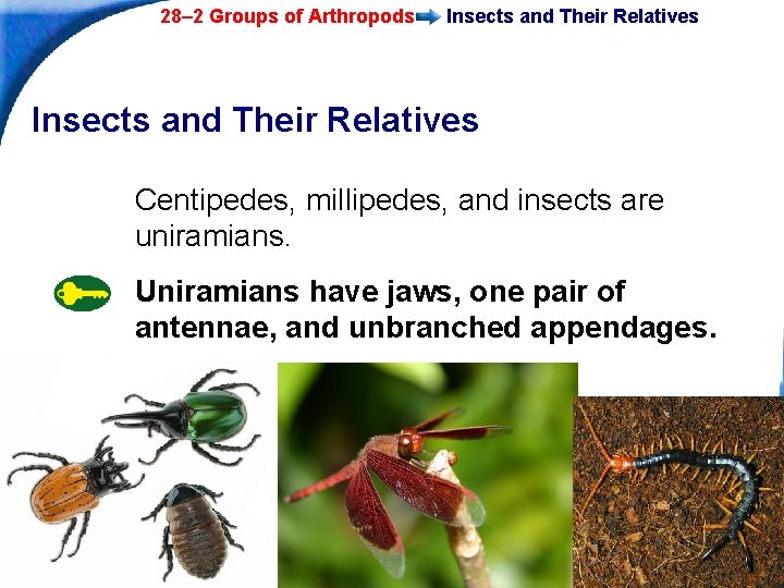 28– 2 Groups of Arthropods Insects and Their Relatives Centipedes, millipedes, and insects are
