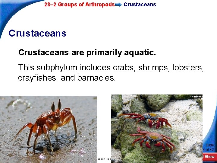 28– 2 Groups of Arthropods Crustaceans are primarily aquatic. This subphylum includes crabs, shrimps,