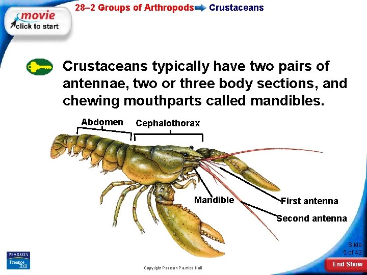 28– 2 Groups of Arthropods Crustaceans typically have two pairs of antennae, two or