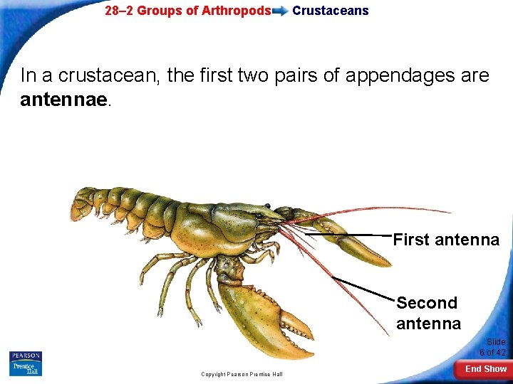 28– 2 Groups of Arthropods Crustaceans In a crustacean, the first two pairs of