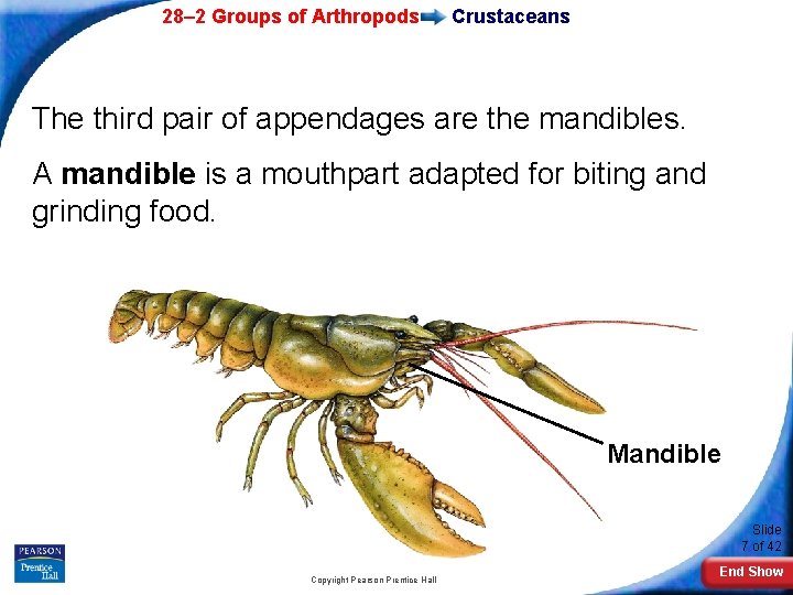 28– 2 Groups of Arthropods Crustaceans The third pair of appendages are the mandibles.