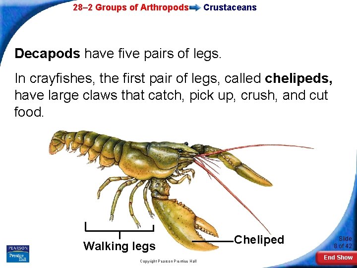 28– 2 Groups of Arthropods Crustaceans Decapods have five pairs of legs. In crayfishes,