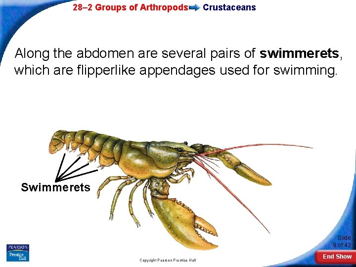 28– 2 Groups of Arthropods Crustaceans Along the abdomen are several pairs of swimmerets,