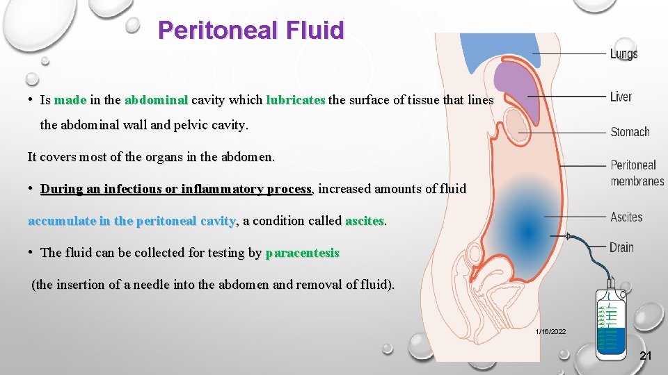 Peritoneal Fluid • Is made in the abdominal cavity which lubricates the surface of