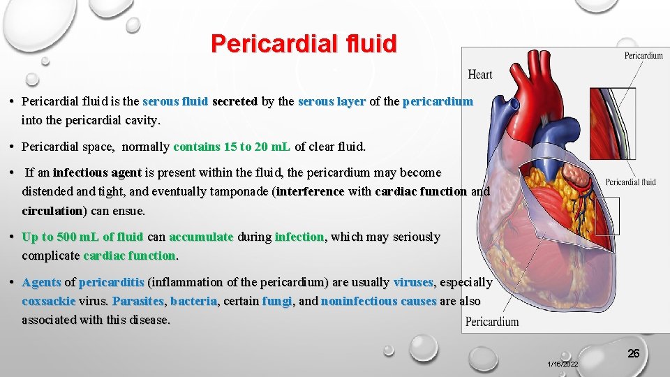 Pericardial fluid • Pericardial fluid is the serous fluid secreted by the serous layer