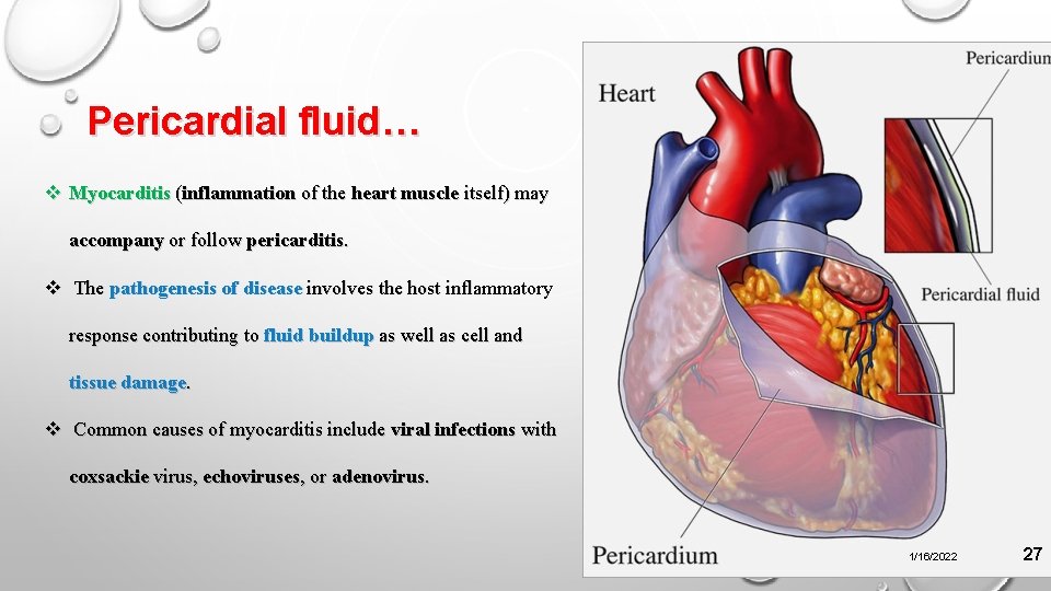 Pericardial fluid… v Myocarditis (inflammation of the heart muscle itself) may accompany or follow