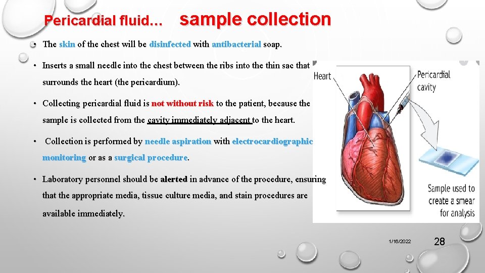 Pericardial fluid… sample collection • The skin of the chest will be disinfected with