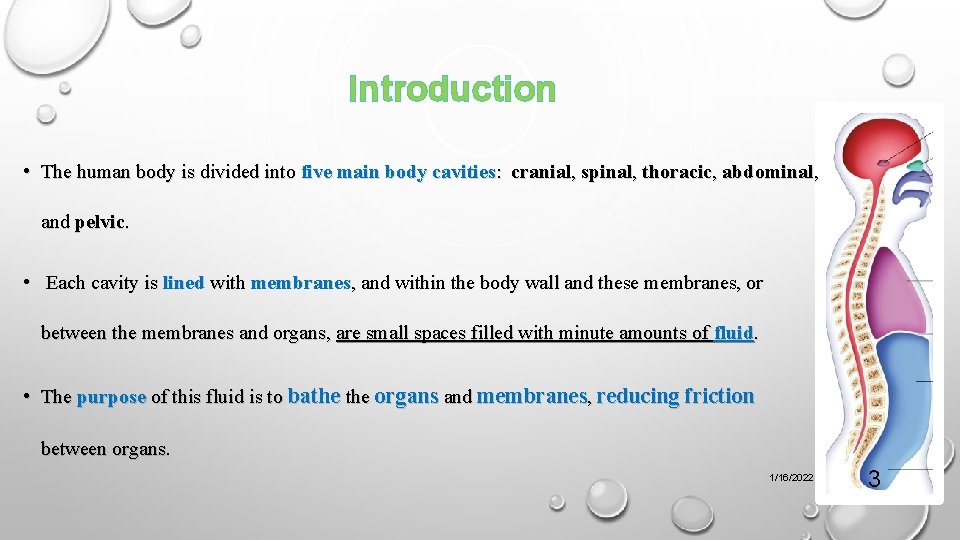 Introduction • The human body is divided into five main body cavities: cranial, spinal,