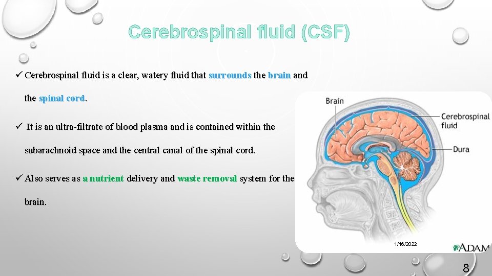 Cerebrospinal fluid (CSF) ü Cerebrospinal fluid is a clear, watery fluid that surrounds the