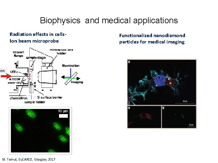 Biophysics and medical applications Radiation effects in cells. Ion beam microprobe M. Tomut, Eu.