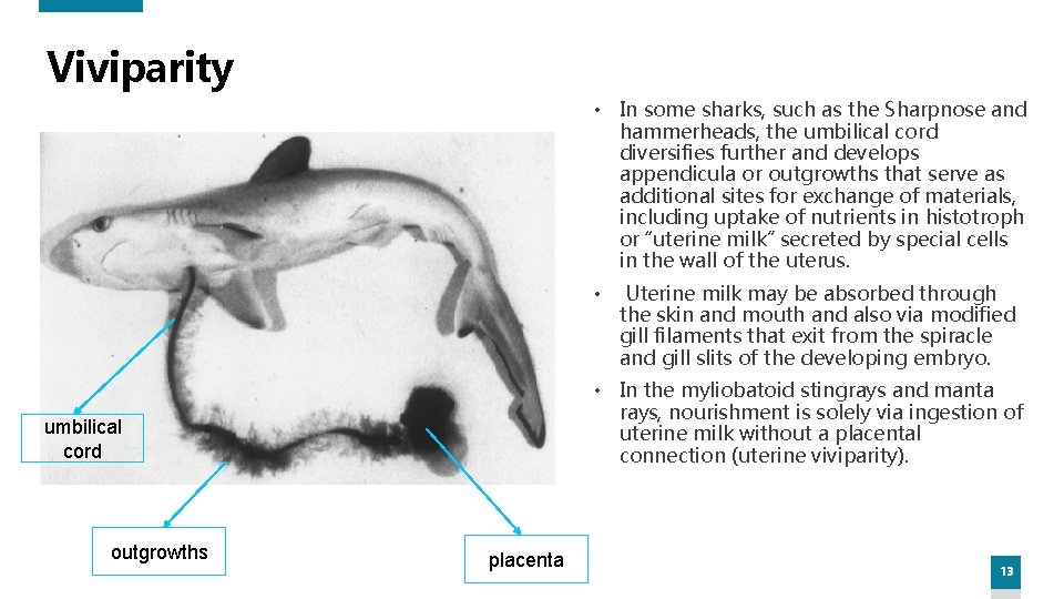 Viviparity • In some sharks, such as the Sharpnose and hammerheads, the umbilical cord Viviparity • In some sharks, such as the Sharpnose and hammerheads, the umbilical cord
