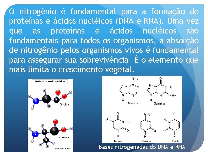 O nitrogênio é fundamental para a formação de proteínas e ácidos nucléicos (DNA e