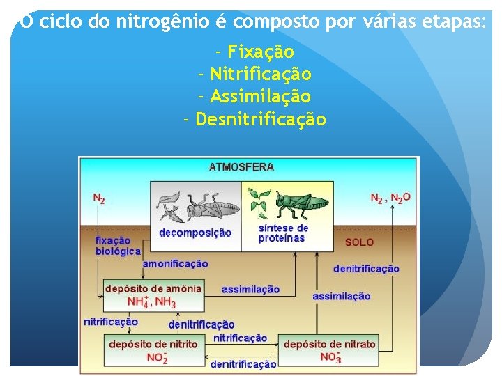 O ciclo do nitrogênio é composto por várias etapas: - Fixação - Nitrificação -