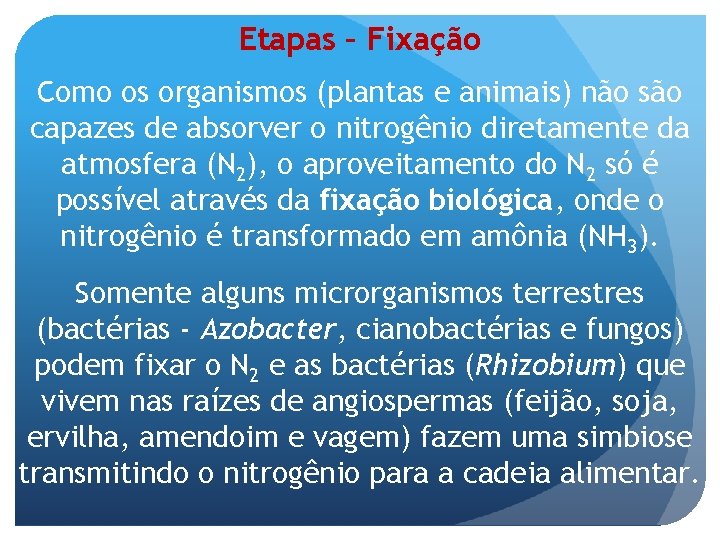 Etapas – Fixação Como os organismos (plantas e animais) não são capazes de absorver