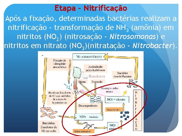 Etapa – Nitrificação Após a fixação, determinadas bactérias realizam a nitrificação - transformação de