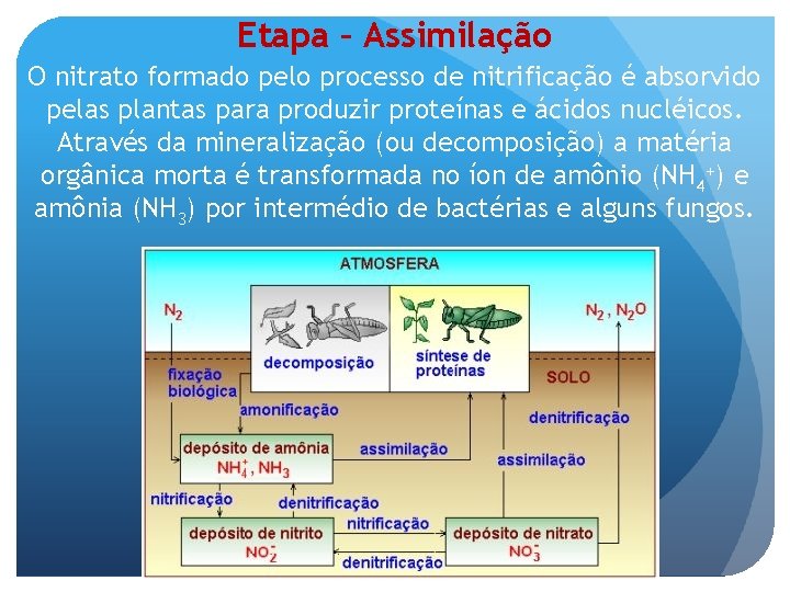 Etapa – Assimilação O nitrato formado pelo processo de nitrificação é absorvido pelas plantas