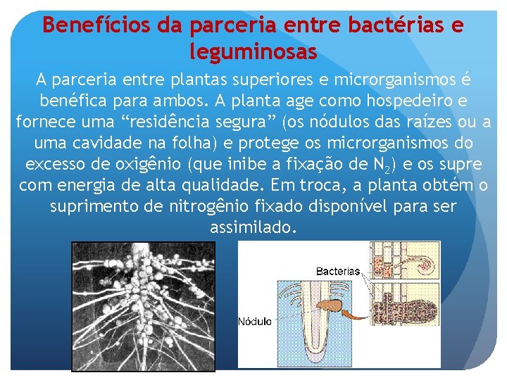 Benefícios da parceria entre bactérias e leguminosas A parceria entre plantas superiores e microrganismos