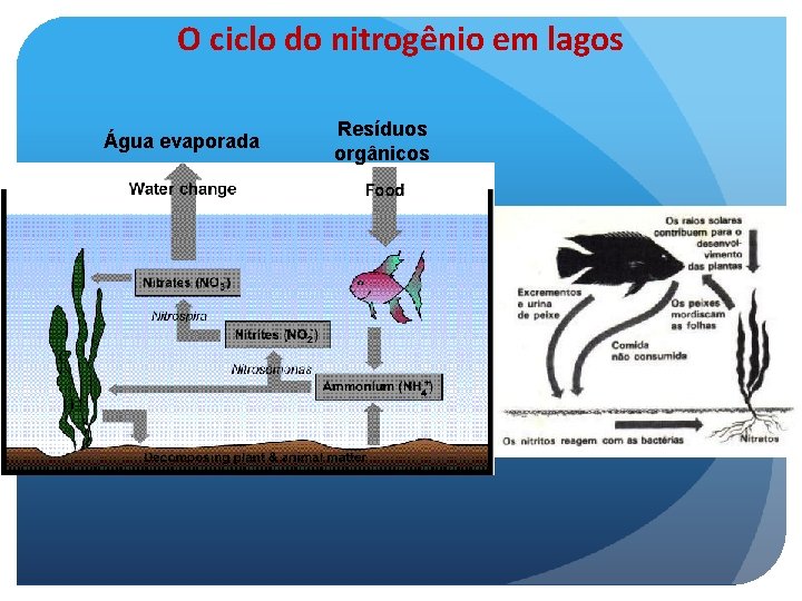 O ciclo do nitrogênio em lagos Água evaporada Resíduos orgânicos 