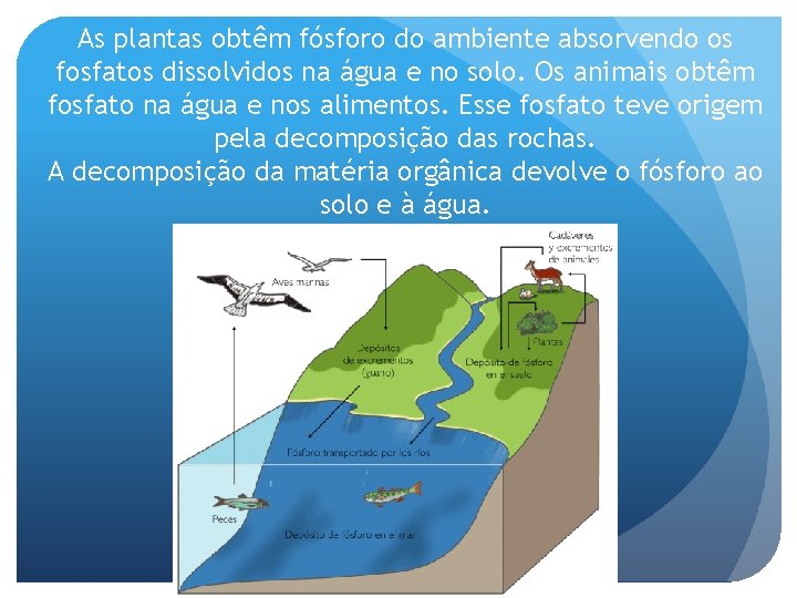 As plantas obtêm fósforo do ambiente absorvendo os fosfatos dissolvidos na água e no