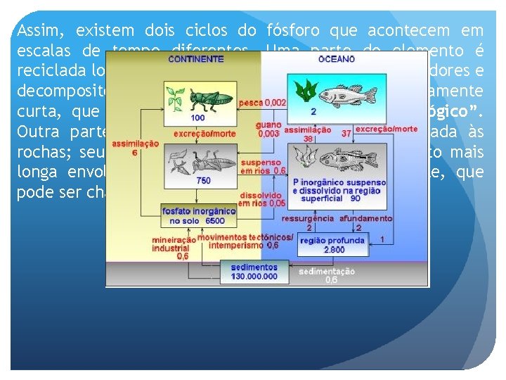 Assim, existem dois ciclos do fósforo que acontecem em escalas de tempo diferentes. Uma