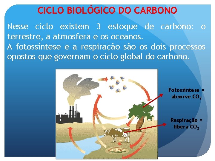CICLO BIOLÓGICO DO CARBONO Nesse ciclo existem 3 estoque de carbono: o terrestre, a