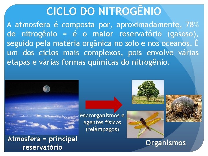 CICLO DO NITROGÊNIO A atmosfera é composta por, aproximadamente, 78% de nitrogênio = é