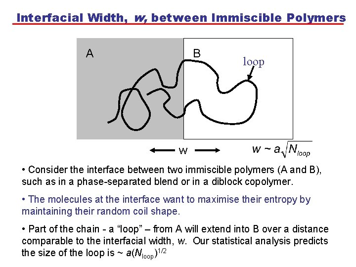 Interfacial Width, w, between Immiscible Polymers A B loop w • Consider the interface