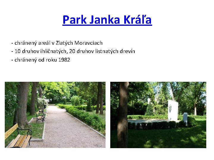 Park Janka Kráľa - chránený areál v Zlatých Moravciach - 10 druhov ihličnatých, 20