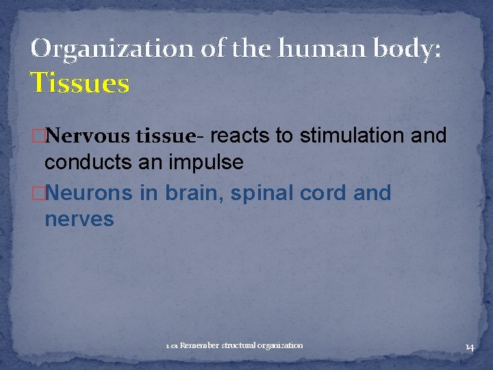 Organization of the human body: Tissues �Nervous tissue- reacts to stimulation and conducts an