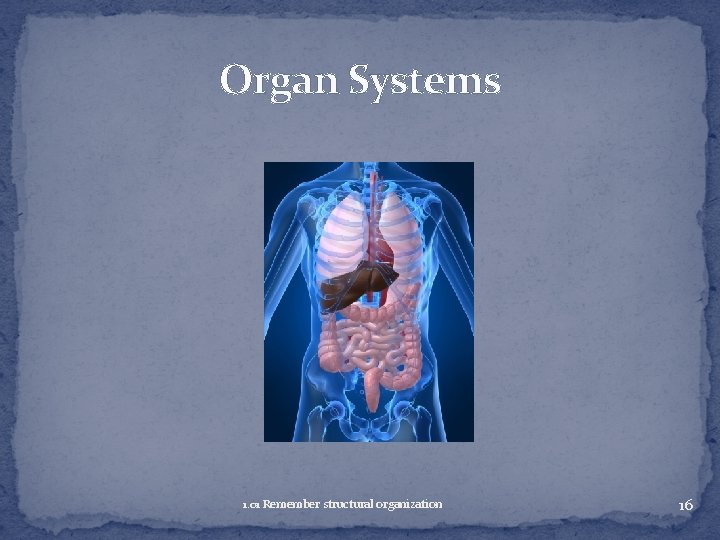 Organ Systems 1. 01 Remember structural organization 16 