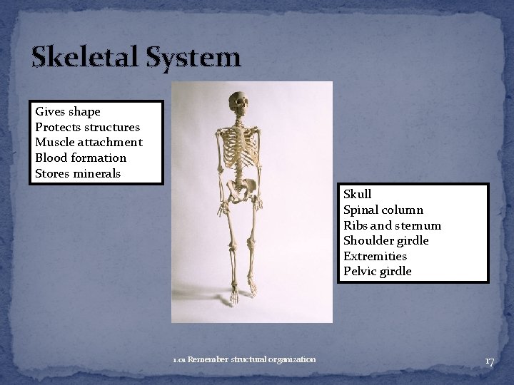 Skeletal System Gives shape Protects structures Muscle attachment Blood formation Stores minerals Skull Spinal