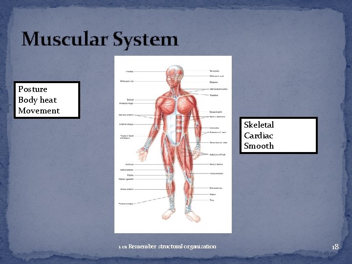 Muscular System Posture Body heat Movement Skeletal Cardiac Smooth 1. 01 Remember structural organization