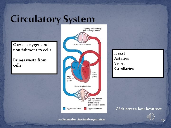 Circulatory System Carries oxygen and nourishment to cells Heart Arteries Veins Capillaries Brings waste