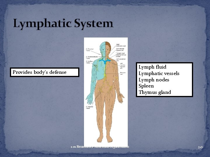 Lymphatic System Lymph fluid Lymphatic vessels Lymph nodes Spleen Thymus gland Provides body’s defense