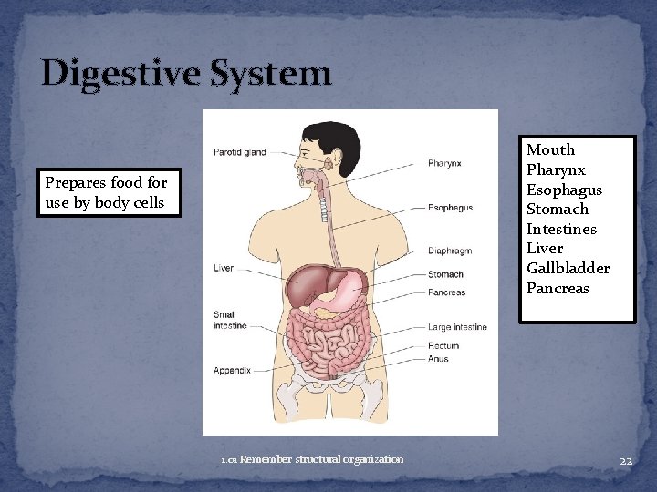 Digestive System Mouth Pharynx Esophagus Stomach Intestines Liver Gallbladder Pancreas Prepares food for use