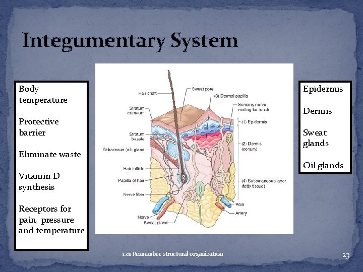 Integumentary System Epidermis Body temperature Dermis Protective barrier Sweat glands Eliminate waste Oil glands